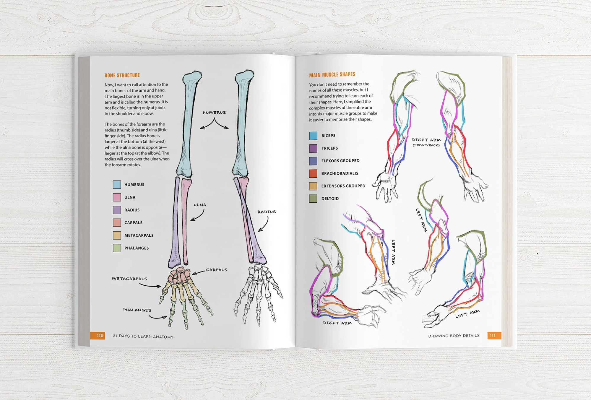 The Character Designer & 21 Days to Learn Anatomy (HARDCOVERS + EBOOKS) - Image 20